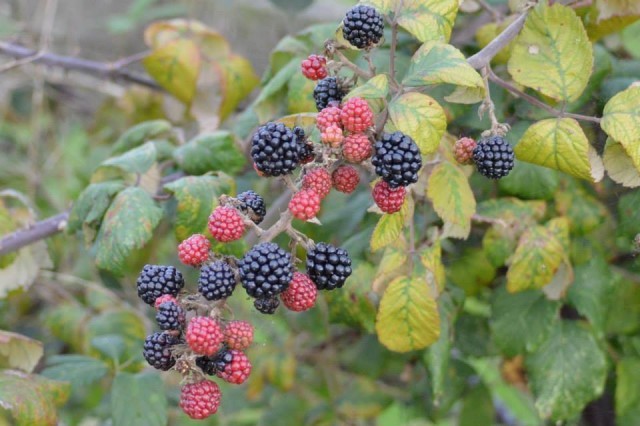 ripening blackberries
