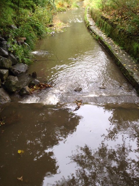 weir in autumn