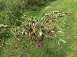 If left out to dry, the balsam dies off quickly and becomes harmless.