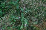 Item two: removal of Himalayan Balsam.