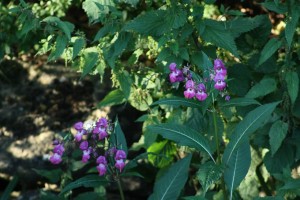 Unfortunately, despite being pleasant to look at, Himalayan Balsam wreaks havoc upon river wildlife.