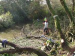 Chainsaw work