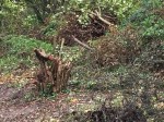 Coppiced hazel