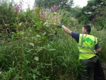 himalayan balsam