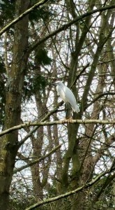 Little egret