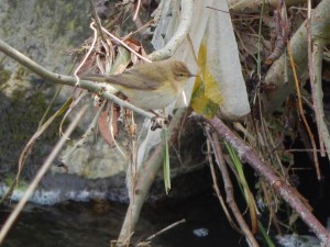 Chiffchaff