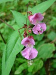 himalayan balsam flower