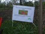 The Wildflower Memorial Meadow, part of Cale Park.